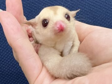 モモンガサマーセールを開催中!!の画像