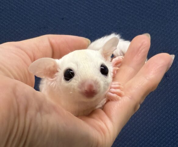 フクロモモンガのメイン画像