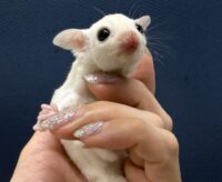 フクロモモンガの画像3