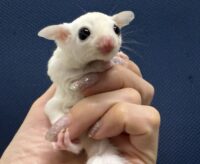 フクロモモンガの画像4