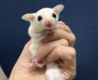 フクロモモンガの画像1