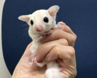 フクロモモンガの画像7