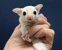 フクロモモンガの画像8