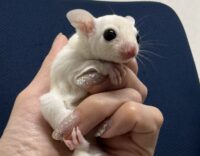 フクロモモンガの画像9