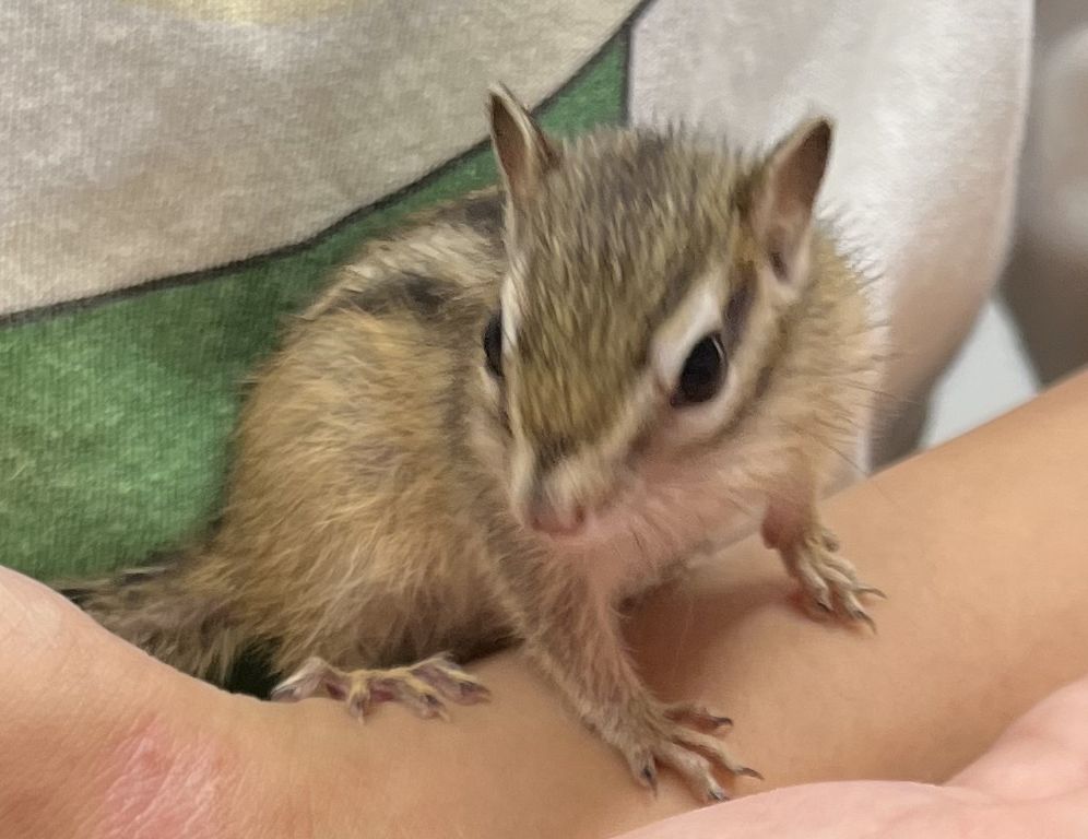 シマリス ♀（2023年春生まれの新生児）馴れてます♪ | ピュア
