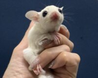 フクロモモンガの画像10