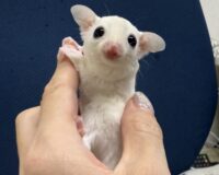 フクロモモンガの画像2