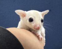 フクロモモンガの画像5