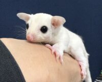 フクロモモンガの画像11