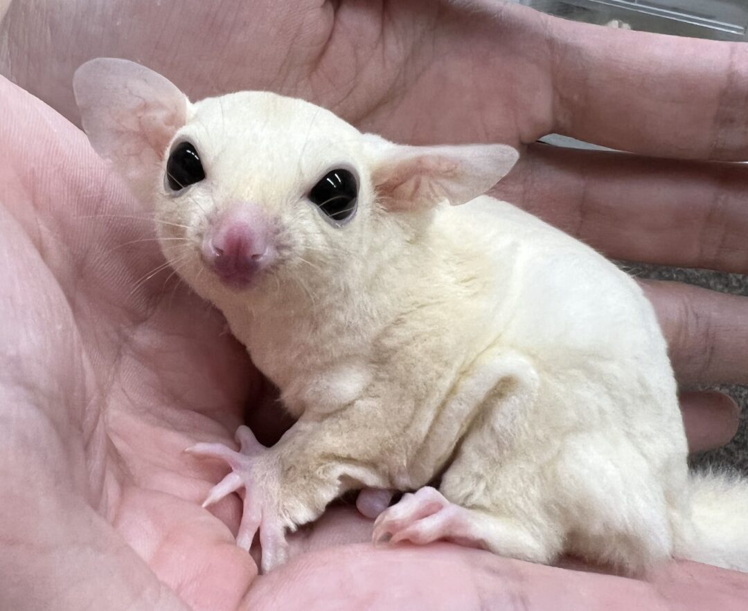 フクロモモンガ | ピュアアニマル