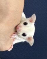 フクロモモンガの画像6