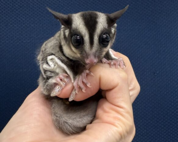 フクロモモンガのメイン画像