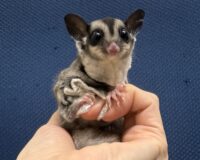 フクロモモンガの画像9