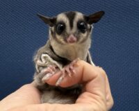 フクロモモンガの画像1