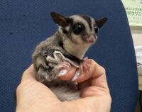 フクロモモンガの画像8