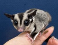 フクロモモンガの画像2