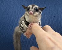 フクロモモンガの画像10