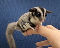 フクロモモンガの画像6