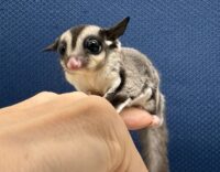 フクロモモンガの画像3