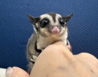 フクロモモンガの画像4