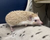 ハリネズミ（カナダ産：シナモン♀ ）超懐っこいです♪の画像7