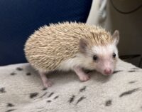 ハリネズミ（カナダ産：シナモン♀ ）超懐っこいです♪の画像3