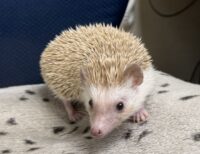 ハリネズミ（カナダ産：シナモン♀ ）超懐っこいです♪の画像4