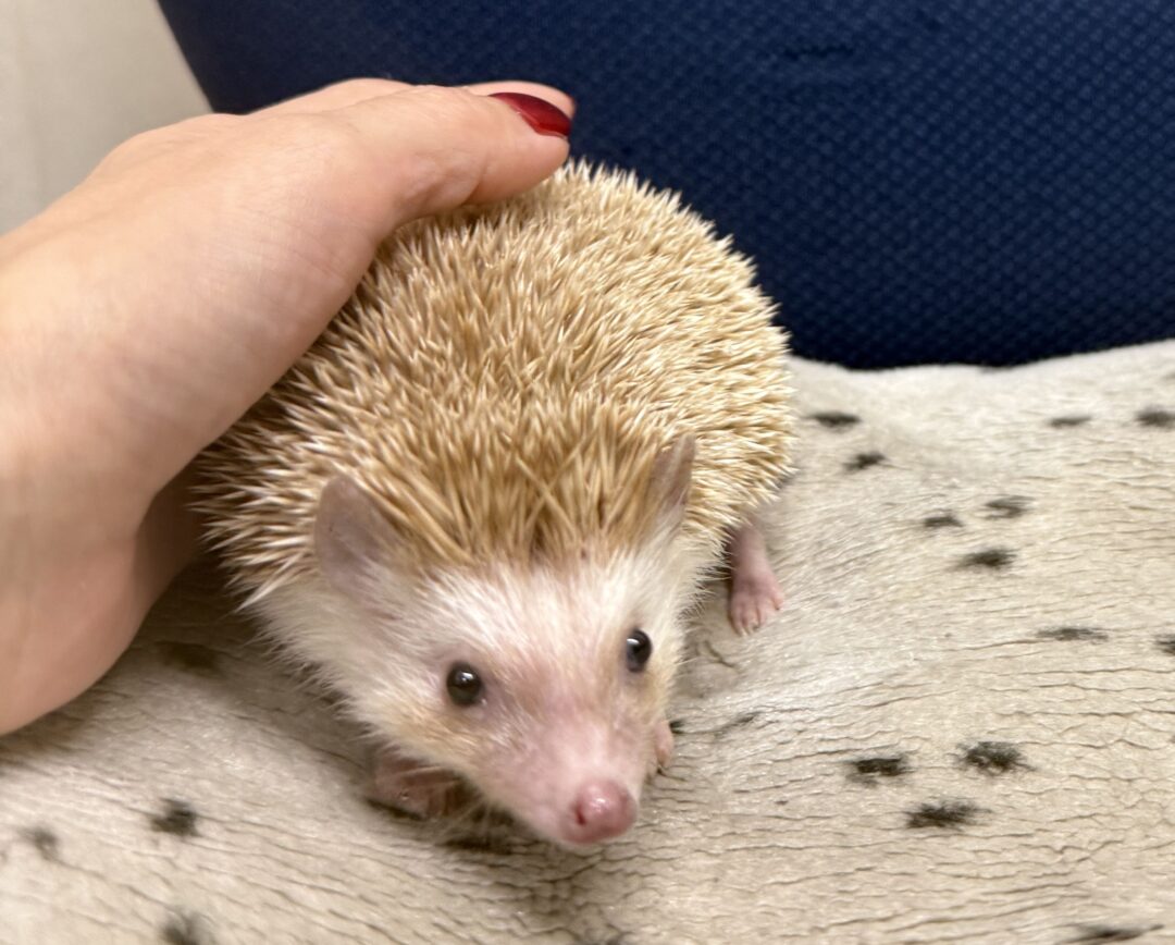 シナモンカラーのハリネズミ横顔