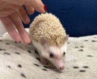 ハリネズミ（カナダ産：シナモン♀ ）超懐っこいです♪の画像5