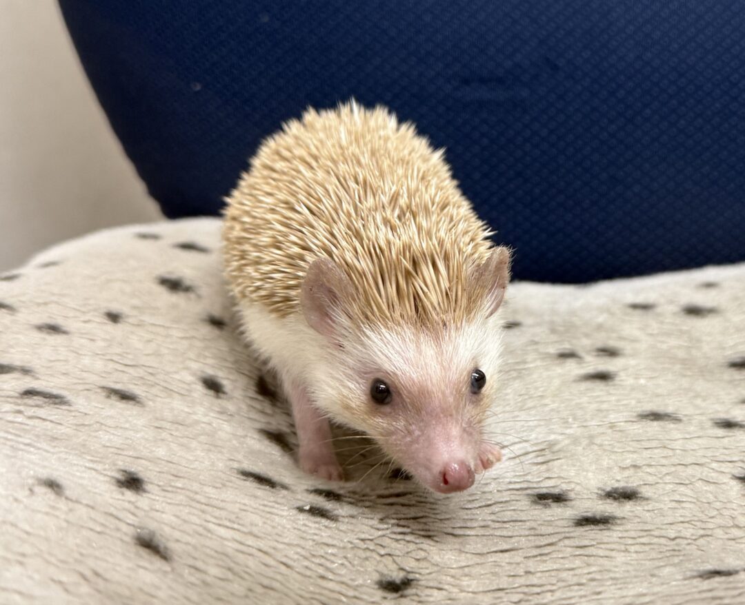 ハリネズミ（カナダ産：シナモン♀ ）超懐っこいです♪のメイン画像