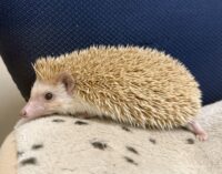 ハリネズミ（カナダ産：シナモン♀ ）超懐っこいです♪の画像8