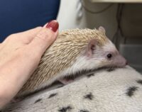 ハリネズミ（カナダ産：シナモン♀ ）超懐っこいです♪の画像11