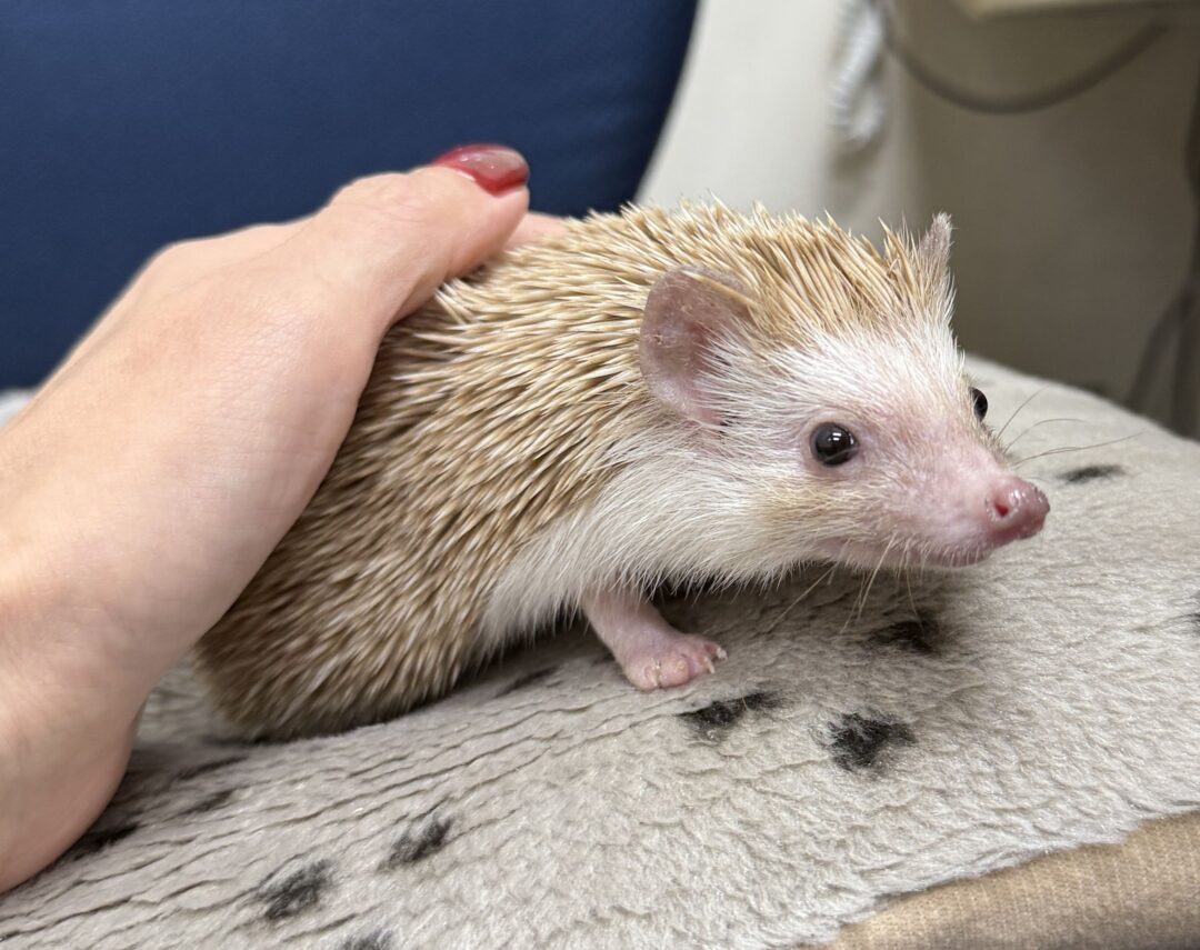 手の上で落ち着くシナモンハリネズミ