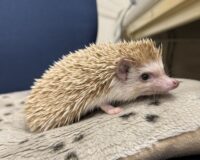 ハリネズミ（カナダ産：シナモン♀ ）超懐っこいです♪の画像10