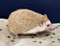 ハリネズミ（カナダ産：シナモン♀ ）超懐っこいです♪の画像6