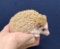 ハリネズミ（カナダ産：シナモン♀ ）超懐っこいです♪の画像9