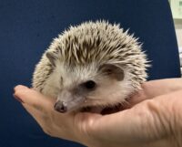 ハリネズミ（カナダ産：ソルト＆ペッパー♀ ）超懐っこいです♪の画像5