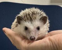 ハリネズミ（カナダ産：ソルト＆ペッパー♀ ）超懐っこいです♪の画像1