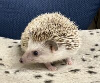 ハリネズミ（カナダ産：ソルト＆ペッパー♀ ）超懐っこいです♪の画像7