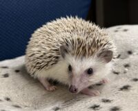 ハリネズミ（カナダ産：ソルト＆ペッパー♀ ）超懐っこいです♪の画像3