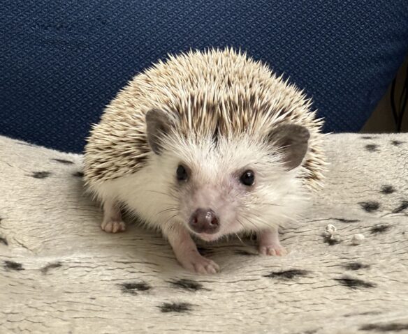 ハリネズミ（カナダ産：ソルト＆ペッパー♀ ）超懐っこいです♪のメイン画像