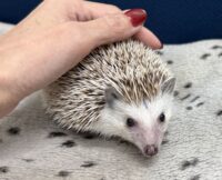 ハリネズミ（カナダ産：ソルト＆ペッパー♀ ）超懐っこいです♪の画像2