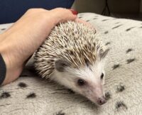 ハリネズミ（カナダ産：ソルト＆ペッパー♀ ）超懐っこいです♪の画像8