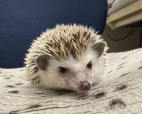 ハリネズミ（カナダ産：ソルト＆ペッパー♀ ）超懐っこいです♪の画像9