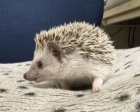 ハリネズミ（カナダ産：ソルト＆ペッパー♀ ）超懐っこいです♪の画像6