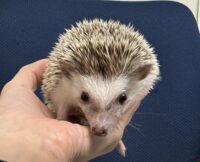 ハリネズミ（カナダ産：チョコレート♀）超懐っこいです♪の画像6