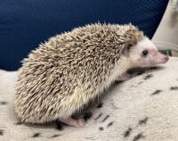 ハリネズミ（カナダ産：チョコレート♀）超懐っこいです♪の画像8