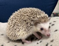 ハリネズミ（カナダ産：チョコレート♀）超懐っこいです♪の画像1