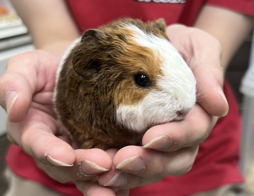 モルモット 巻毛 レックスモルモット | ピュアアニマル