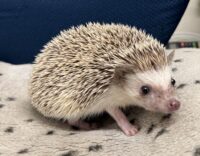 ハリネズミ（カナダ産：チョコレート♀）超懐っこいです♪の画像5